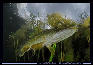 Pike Fish... by Michel Lonfat 